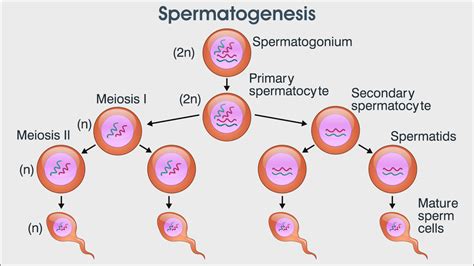 The Process Of Spermatogenesis Explained Biology Wise