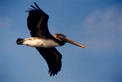 Bird The Bend Audubon Texas Welcomes Delisting Of Brown Pelican As