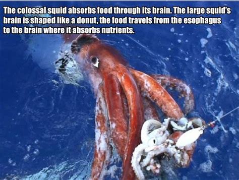 Interesting Science Facts Colossal Squid Interesting Science