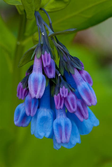 Virginia Bluebell Shot At Clifty Falls State Park In Madis Flickr
