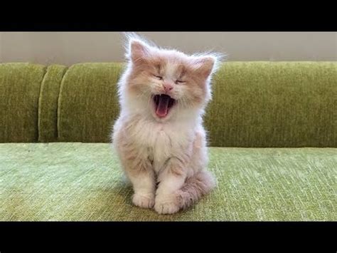 Witzige bilder und sprüche einfach nur zum totlachen :d lachen ist gesund :d. OMG Super Cute ♡ Best Funny Cats and Dogs Compilation #17 ...