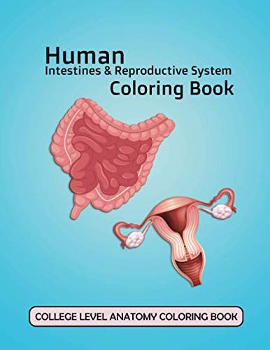 Human Intestines And Reproductive System Coloring Book Anatomy Coloring