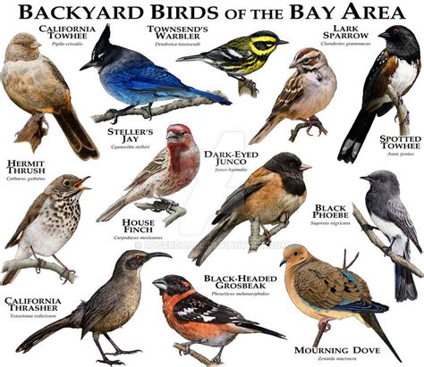 Bay Area Birds Backyard Birds Birds Backyard Birds Watching