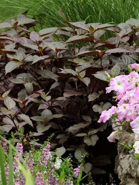 Sow them after the final frost in the spring, or start them indoors six to eight weeks prior to your last frost. Easy to Grow Annual Shade Flowers | HGTV | Shade shrubs ...