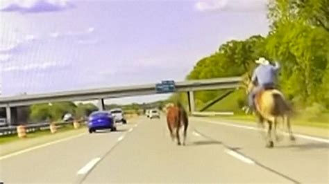 Video Cowboy On Horseback Catches Escaped Bull With Lasso On Us