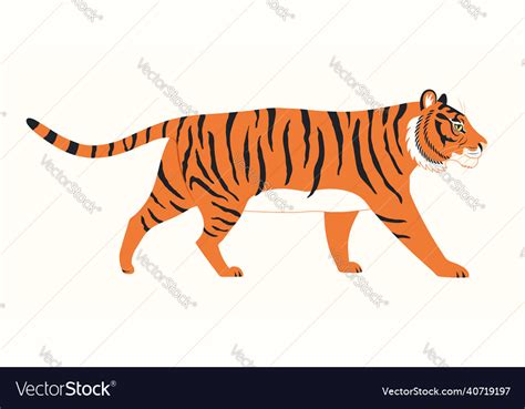 Tiger Walking Hand Drawn Isolated On White Vector Image