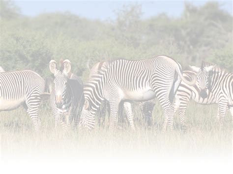Zebra Stripes Could Help Save Endangered Species Cnn