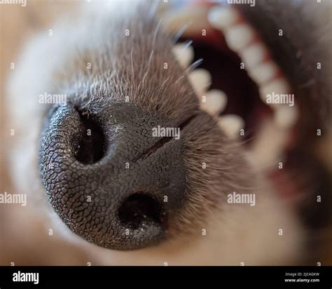 Closeup Of Teeth And Nose Of Young Puppy Dog Stock Photo Alamy