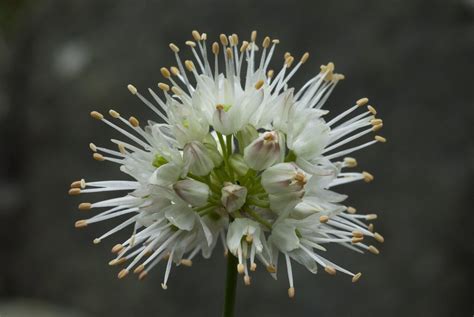 Allium Ericetorum