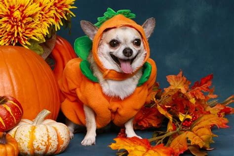 Chihuahua Dressed As A Pumpkin Dog Halloween My Pet Dog Funny