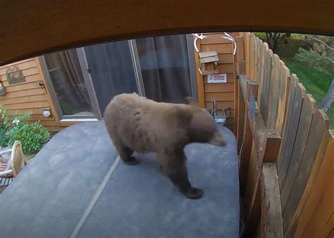 Watch Bear Caught On Security Camera Creeping On Top Of Hot Tub