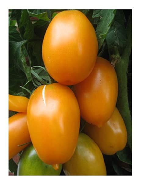 Premier Seeds Direct Tomato Orange Banana Includes 100 Seeds