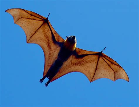 The Biggest Bat In The World The Giant Golden Crowned Flying Fox