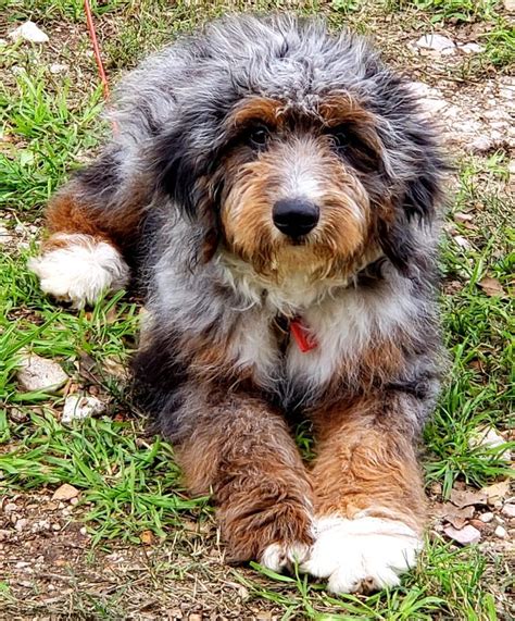 Pin On Johnny Merle Aussiedoodle