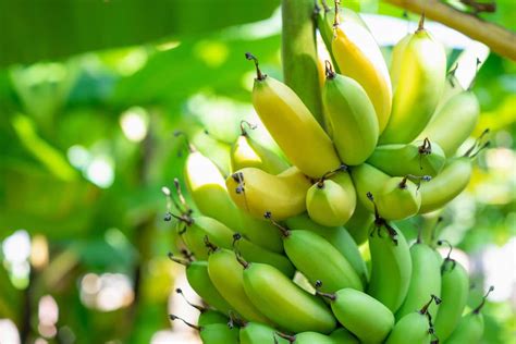 How To Harvest Bananas 4 Important Things To Look For Minneopa Orchards