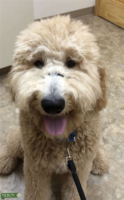 Colors will range from cream to apricot to red. Stud Dog - Goldendoodle F1b Stud APRICOT 60 lbs FF 2 curl ...