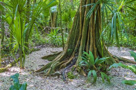 Tropical Natural Jungle Forest Plants Trees Muyil Mayan Ruins Mexico
