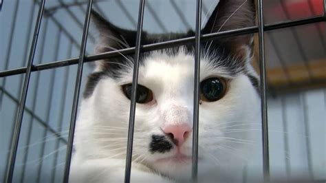 Too many animals die needlessly at this shelter. Robeson County Humane Society needs adult cats adopted | WPDE