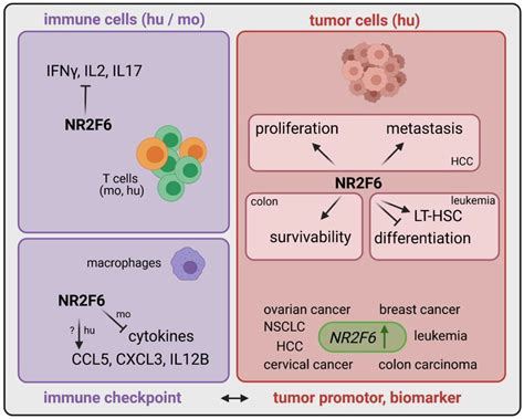 Cancers Free Full Text Emerging Next Generation Target For Cancer