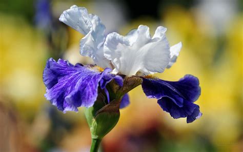 47 Iris Flower Wallpaper