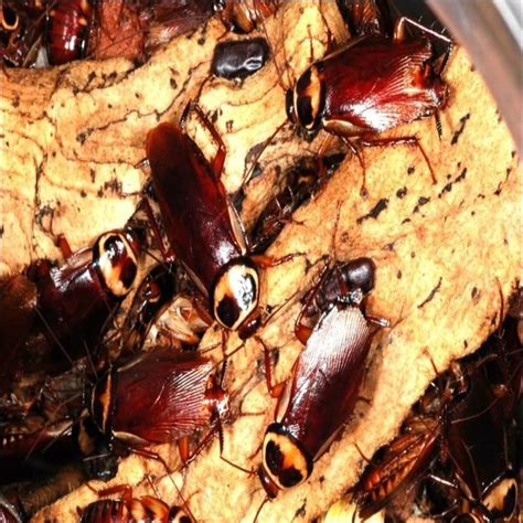 Types Of Cockroaches How To Identify Cockroach Species