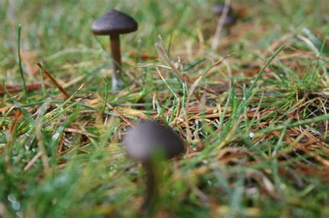 Brown Mushrooms In Yard All Mushroom Info