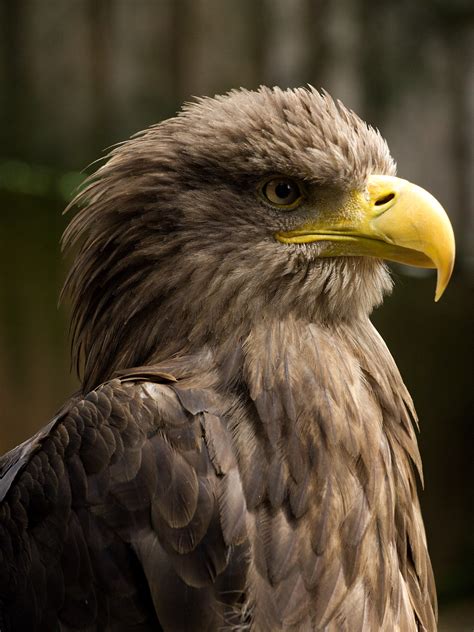 Filewhite Tailed Eagle Head Detail Wikimedia Commons