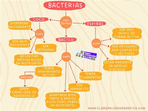 Mapa Conceptual De Las Bacterias