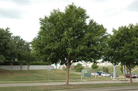 Drake Elm Ulmus Parvifolia Drake In Lafayette Louisiana La At