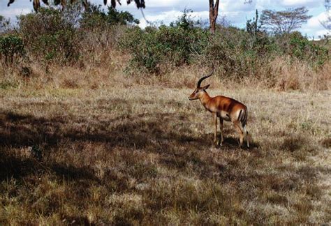 Check out our african animal horns selection for the very best in unique or custom, handmade pieces from our bones & skulls shops. Names of African Gazelles | Animals - mom.me