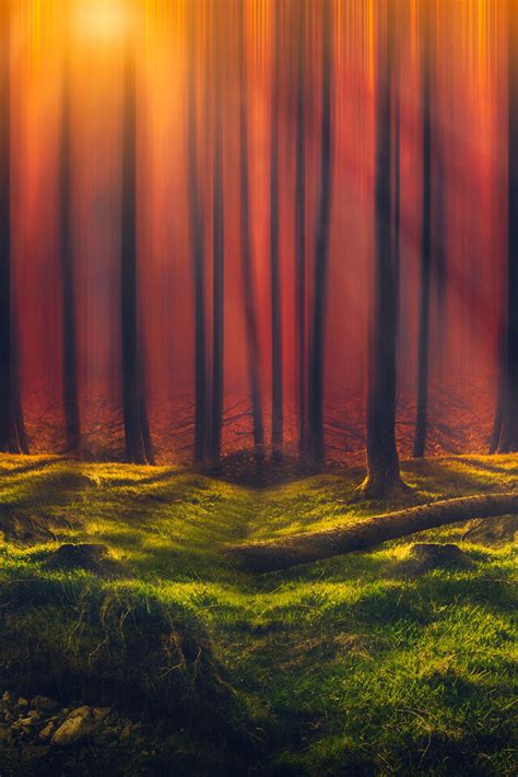 640x960 Sunbeam Forest 5k Iphone 4 Iphone 4s Hd 4k Wallpapers Images