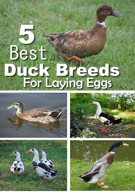 5 Best Duck Breeds For Eggs