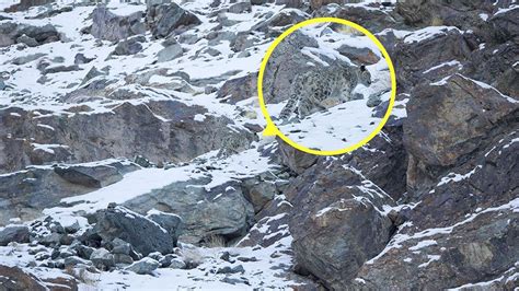 Can You Spot The Snow Leopards In These Photos Beauty Of Planet