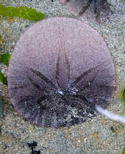 The Echinoblog Sand Dollars Are Sea Urchins Please Make A Note Of It