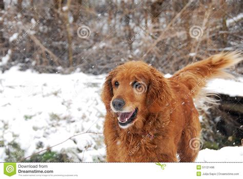 Golden Retriever At Snowfall Stock Photo Image Of Happy Doggy 51121496