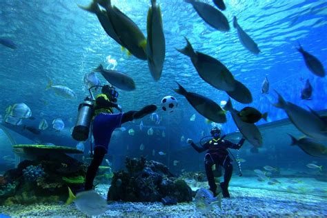 Watch Divers Play Underwater Football At Ocean Park Photos Meziesblog