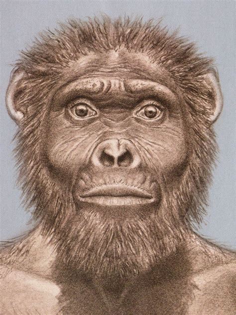 Where Did Australopithecus Live