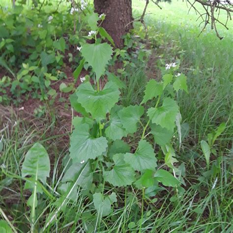 Managing Garlic Mustard