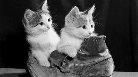 Cute Little White Cat On Shoes Hd Wallpapers