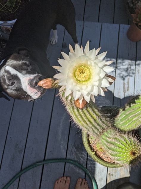 Cactus Dog In Bloom Succulents