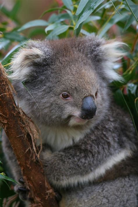 67 Best Australian Animals Images On Pinterest Beautiful