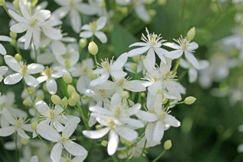 19 Fragrant White Flowers With Irresistible Scents