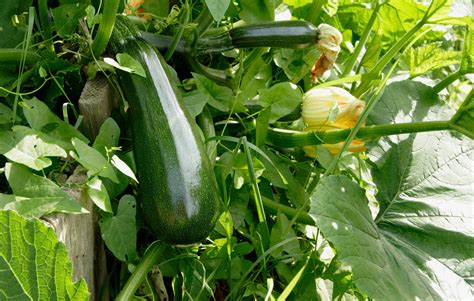 How To Grow Loads Of Delicious Zucchinithe Most Versatile Garden Veggie Ever