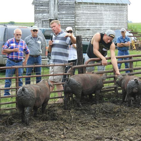 Feeding Small Grains To Pigs Practical Farmers Of Iowa