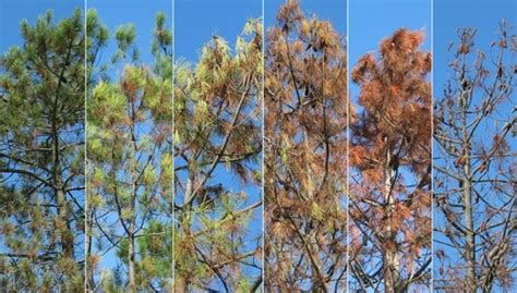 Common Pine Tree Diseases Articlecube