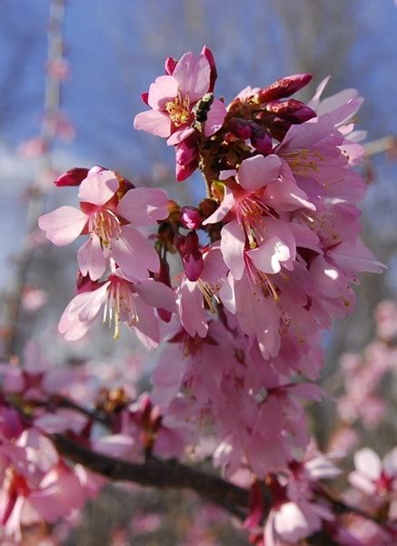 Okame was developed by the english flowering cherry enthusiast captain collingwood ingram (known to his friends as cherry ingram). Prunus x okame, 'Okame Cherry' | Brandywine Trees
