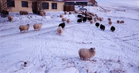 Farmer Uses A Drone To Round Up His Flock Of Sheep In From The Snow