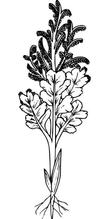 Flor Planta Selvagem · Gráfico Vetorial Grátis No Pixabay