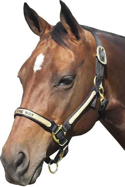 Brookside Personalized Horse Halter Brookside Supplies Tack