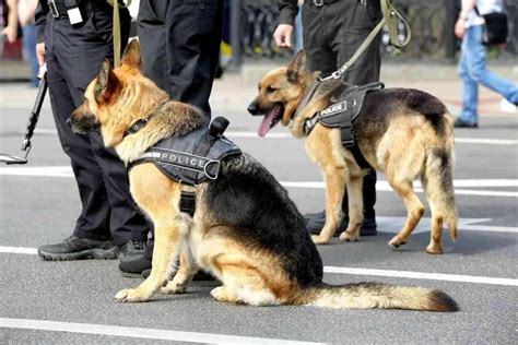 Why Do Police Dogs Speak German